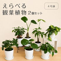 楽天市場】パキラ 2 号の通販