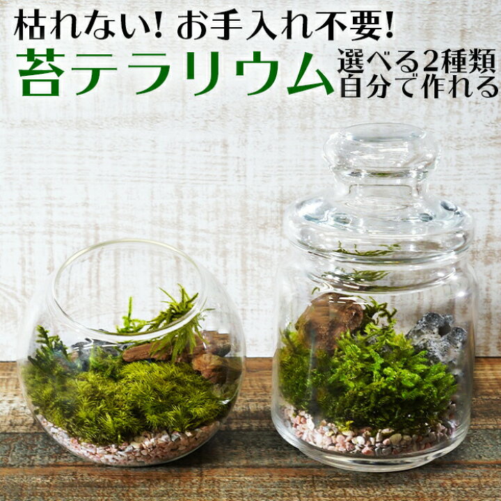 楽天市場 プリザープド苔 キット 枯れない 手入れ不要 選べる 2種類 自分で作る オリジナル 苔テラリウム ボトルテラリウム 苔盆栽 和風 インテリア 保安用品のインパクト