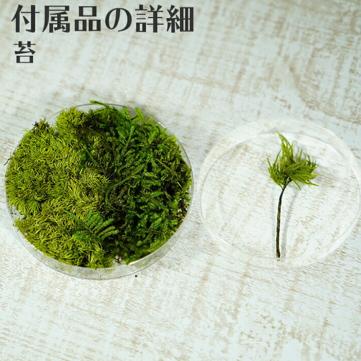 楽天市場 プリザープド苔 キット 枯れない 手入れ不要 選べる 2種類 自分で作る オリジナル 苔テラリウム ボトルテラリウム 苔盆栽 和風 インテリア 保安用品のインパクト 楽天市場 プリザープド苔 キット 枯れない 手入れ不要 選べる 2種類 自分で作る オリジナル 苔テラリウム ボトルテラリウム 苔盆栽 和風 インテリア 保安用品のインパクト