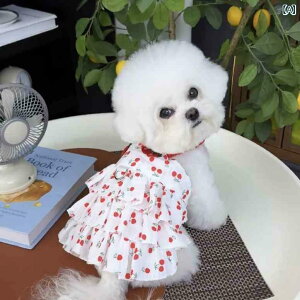 ^p hX 킢 ybg  XJ[g vZX Ă  ^  efB |jA rV TXy_[ XJ[g  Ƃ ł܂