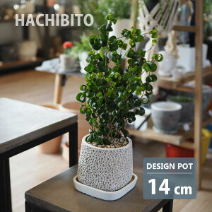 Aؔ A[gXNGA|bg CC033-145 4.5(14.5cm) lp 󂯎Mt