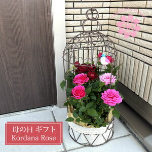 �y�݌ɗL��܂��I�z��̓� �R���_�[�i���[�Y ���J�S�A�����W �~�j�K�N�̊񂹐A�� �o�X�P�b�g �~�j�o�� �M�t�g �v���[���g ���A�� ���� �ԑ� �n���M���O ��������