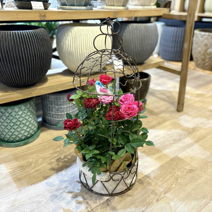 楽天市場】母の日 コルダーナローズ 鳥カゴアレンジ ミニ薔薇の寄せ 