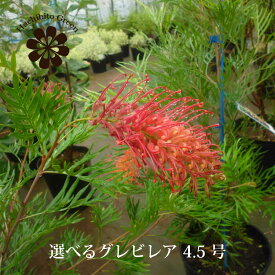 (一部地域送料無料) 選べる品種 グレビレア 4.5号 / 数量限定 オージープランツ ピーチアンドクリーム ピーチスアンドクリーム ロビンゴードン ココナッツアイス