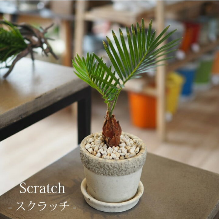 楽天市場 一部地域送料無料 ミニ蘇鉄 3号 選べるこだわりの植木鉢 観葉植物 ソテツ 陶器鉢 インテリア 卓上 プレゼント 植木鉢とテラコッタの専門店 鉢人