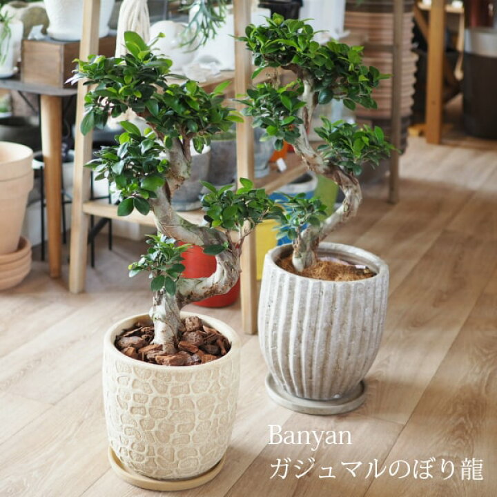 楽天市場 一部地域送料無料 ガジュマル 曲がり仕立て のぼり龍 7 8号 選べるこだわりの植木鉢 観葉植物 ニンジンガジュマル おしゃれ 大型 陶器鉢 プレゼント 植木鉢とテラコッタの専門店 鉢人 楽天市場 一部地域送料無料 ガジュマル 曲がり仕立て のぼり龍 7 8号 選べるこだわりの植木鉢 観葉植物 ニンジンガジュマル おしゃれ 大型 陶器鉢 プレゼント 植木鉢とテラコッタの専門店 鉢人