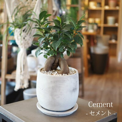 (送料無料)ガジュマル幹太タイプ5号選べるこだわりの植木鉢!/観葉植物・ニンジンガジュマル・おしゃれ・ミニ・卓上