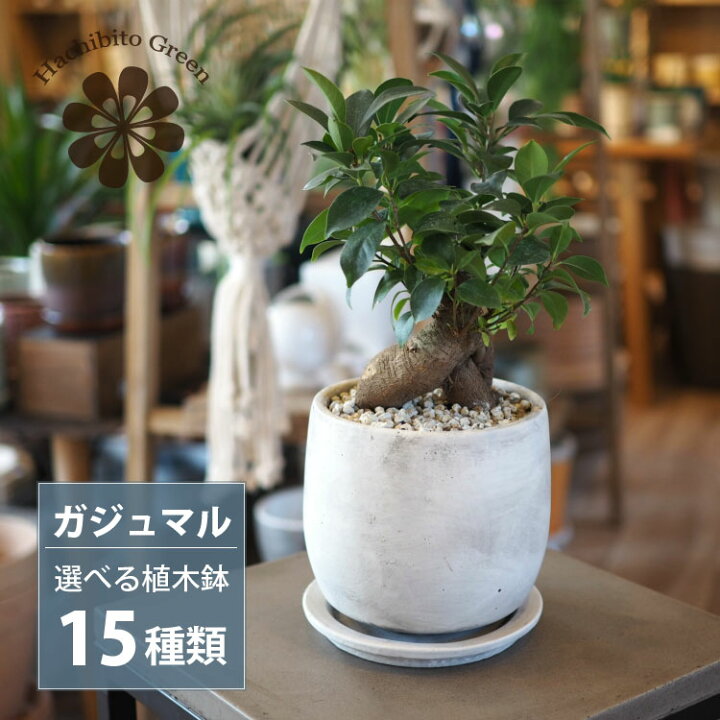 楽天市場】一部地域送料無料 ガジュマル 幹太タイプ 5号 選べる 