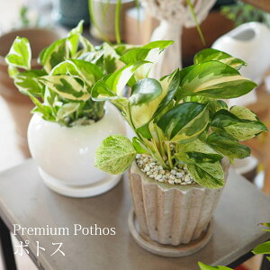 観葉植物 ポトス エンジョイの人気商品 通販 価格比較 価格 Com