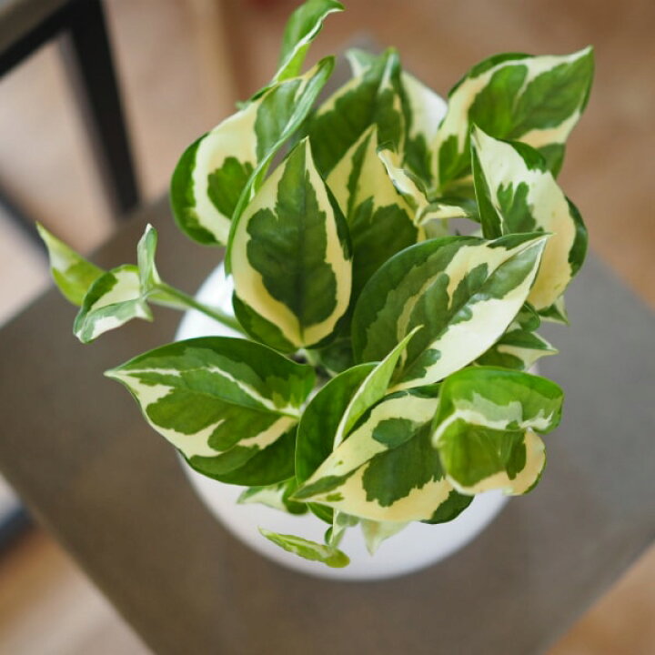 楽天市場 一部地域送料無料 2種類から選べる プレミアムポトス 4号 観葉植物 おしゃれ インテリア 卓上 エンジョイ グローバルグリーン 陶器鉢 プレゼント 植木鉢とテラコッタの専門店 鉢人