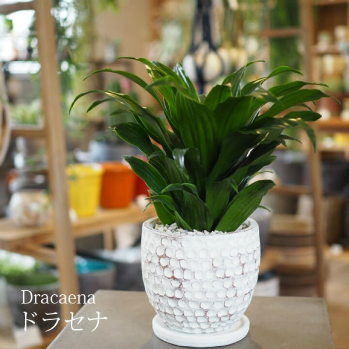 楽天市場 一部地域送料無料 4種類から選べるドラセナ 4号 選べるこだわりの植木鉢 観葉植物 おしゃれ インテリア ミニ 卓上 陶器鉢 プレゼント 植木鉢とテラコッタの専門店 鉢人