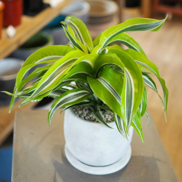 楽天市場 一部地域送料無料 4種類から選べるドラセナ 4号 選べるこだわりの植木鉢 観葉植物 おしゃれ インテリア ミニ 卓上 陶器鉢 プレゼント 植木鉢とテラコッタの専門店 鉢人