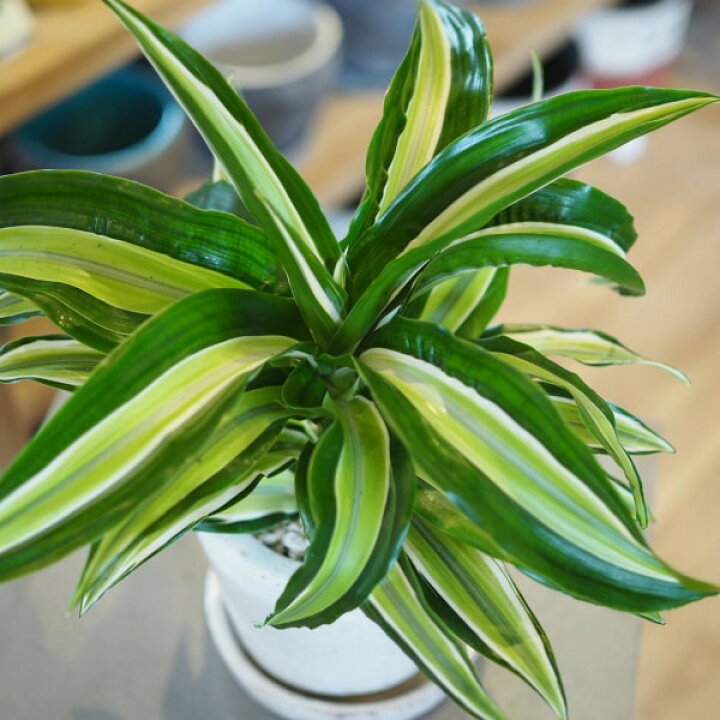 楽天市場 一部地域送料無料 4種類から選べるドラセナ 4号 選べるこだわりの植木鉢 観葉植物 おしゃれ インテリア ミニ 卓上 陶器鉢 プレゼント 植木鉢とテラコッタの専門店 鉢人