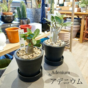 yʌz ꕔn摗 AfjE ArJ \Rgi 3(10cm) Iׂi