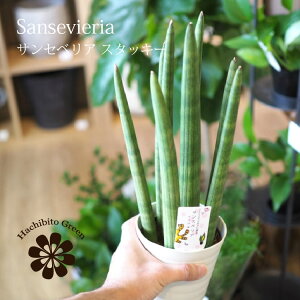 観葉植物 4号 サンセベリアの人気商品 通販 価格比較 価格 Com