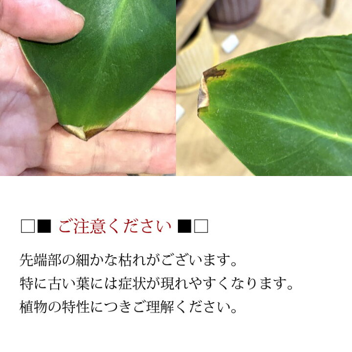 楽天市場】(一部地域送料無料) ストレリチア オーガスタ 3.5-4号 高さ 