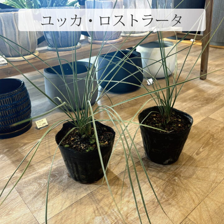 楽天市場】【選べる品種】一部地域送料無料 ユッカ ロストラータ 