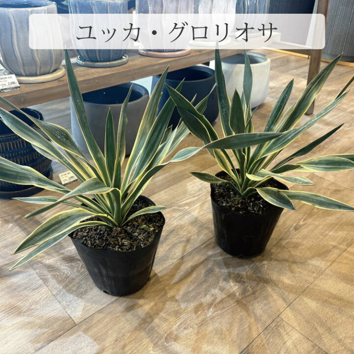 楽天市場】【選べる品種】一部地域送料無料 ユッカ ロストラータ 