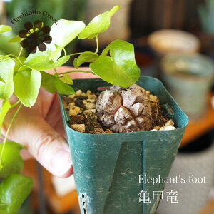 yꕔn摗zTb fBIXRAEGt@eByX 2 IׂTCY 򒼌a1`3.5cm A R[fbNX