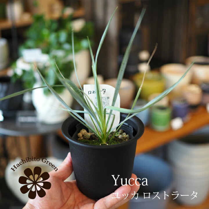楽天市場】【数量限定】一部地域送料無料 ユッカ ロストラータ 3.5号 