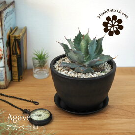 楽天市場 アガベ 雷神の通販