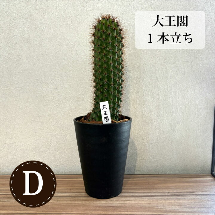 楽天市場】(一部地域送料無料) 柱サボテン 4号(12cm) 選べるこだわりの 