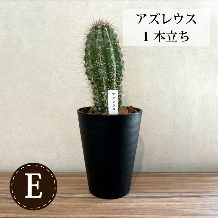 楽天市場】(一部地域送料無料) 柱サボテン 4号(12cm) 選べるこだわりの 