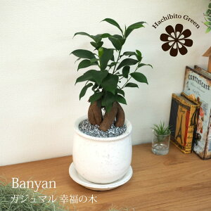 (ꕔn摗) KW} a_ȐAؔŃAW 󂯎Mt 4.5(13cm)