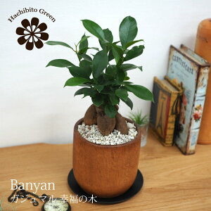 (ꕔn摗) KW} ґȖC̃AJVA|bgŃAW 󂯎Mt 4(12.5cm)