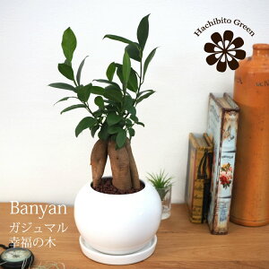 (ꕔn摗) KW} zCg|bgAW 󂯎Mt 4(12.5cm)