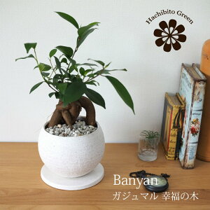 (ꕔn摗) KW} Xg[|bgAW 󂯎Mt 4.5(14cm)