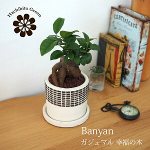 植木鉢 アレンジ 観葉植物の通販 価格比較 価格 Com