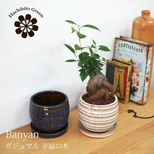 (ꕔn摗) KW} a_|bgAW 󂯎Mt 3.5(11cm)