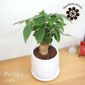 観葉植物 4号 パキラの人気商品 通販 価格比較 価格 Com