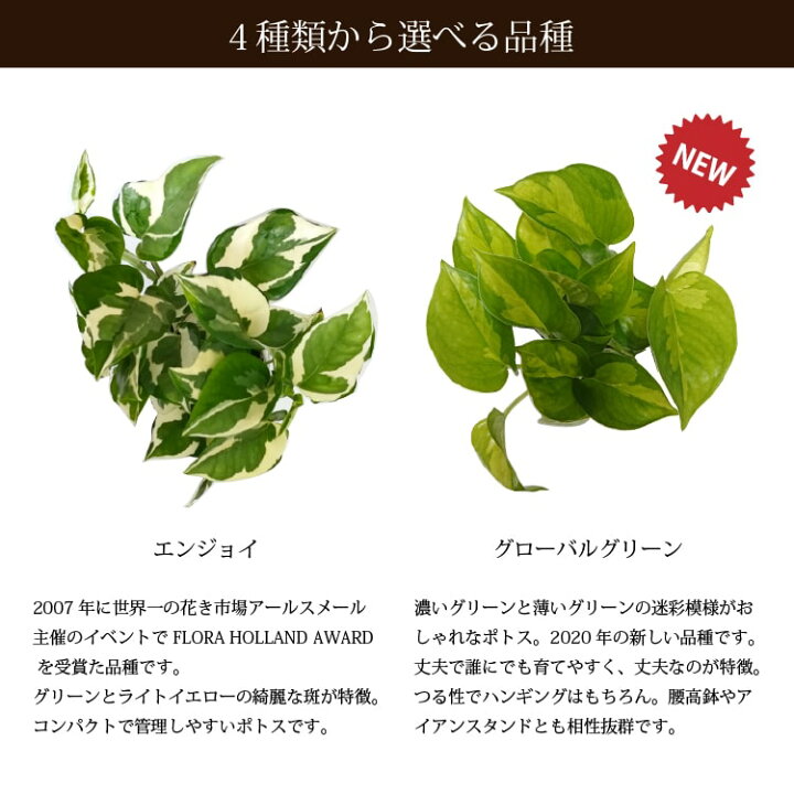 楽天市場 一部地域送料無料 ポトス エンジョイ グローバルグリーン アンティークポットアレンジ 受け皿付き 3 5号 10 5cm 植木鉢とテラコッタの専門店 鉢人