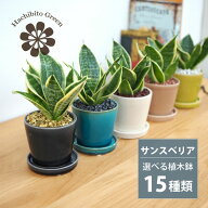 【植木鉢が選べる！】ミニサンスベリア カラーポットアレンジ 受け皿付き 2.5号(8cm)【複数購入割引対象】