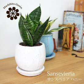 楽天市場 サンスベリア ゴールデン ハニーの通販