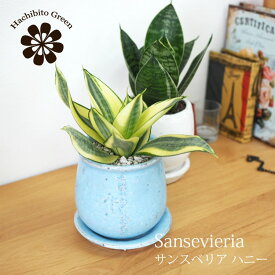 楽天市場 サンスベリア ゴールデン ハニーの通販