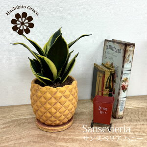 TXxAnj[ oj[ pCibv|bg AW 4(12cm) ȐAؔ ϗtA TZxA C