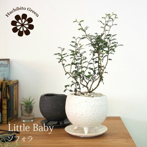 (ꕔn摗) \tH gxCr[ 2FIׂ铩픫 󂯎Mt 4(12cm)