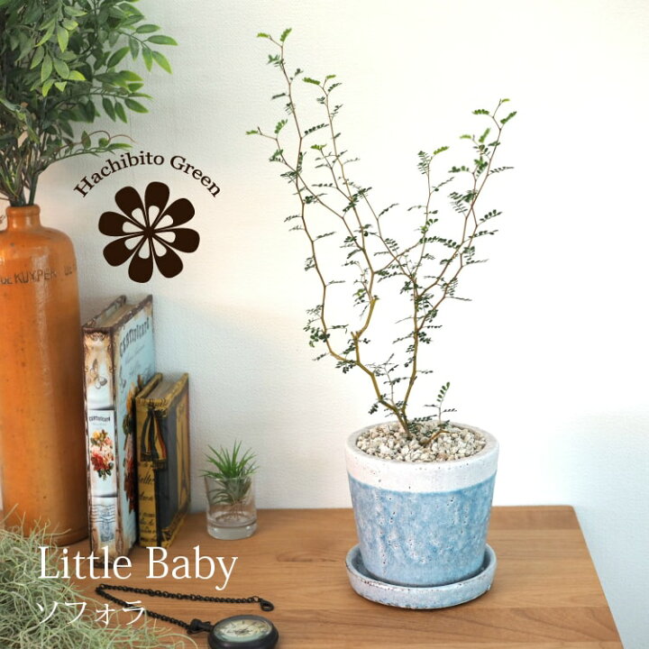 おしゃれ 観葉植物 ソフォラ メルヘンの木 鉢植え 受皿付 春先取りの