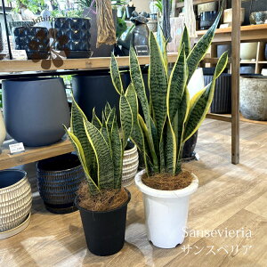 (ꕔn摗) TXxA [`[ 5`6 ϗtA  ~j  v[g ̓