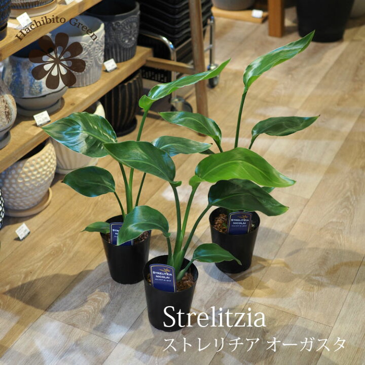 楽天市場】(一部地域送料無料) ストレリチア オーガスタ 3.5-4号 高さ 