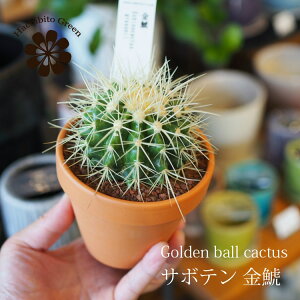 サボテン 植木鉢の人気商品 通販 価格比較 価格 Com サボテン 植木鉢の人気商品 通販 価格比較 価格 Com