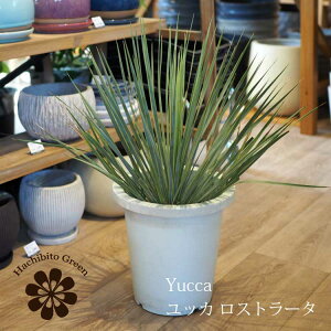 yʌzꕔn摗 bJ Xg[^ 8 / ȐAؔEϗtA