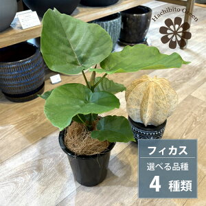y^CZ[ꕔn摗zIׂ tBJX 4 35-40cm Ex[^ eBlP uX^[ [^ i S̖ Mtg v[g Vzj ϗtA