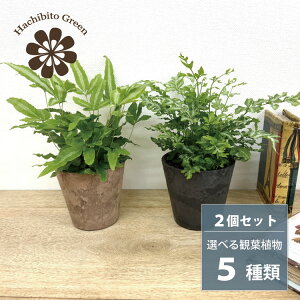 観葉植物 リプサリス」の人気商品一覧・価格比較 - 価格.com