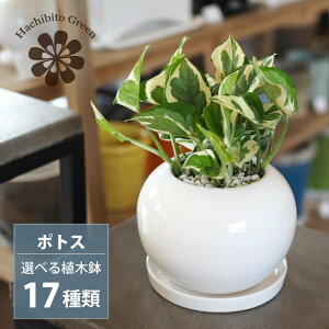 ꕔn摗 5ނIׂ v~A|gX 4 / ϗtA  CeA  GWC O[oO[ 픫 v[g