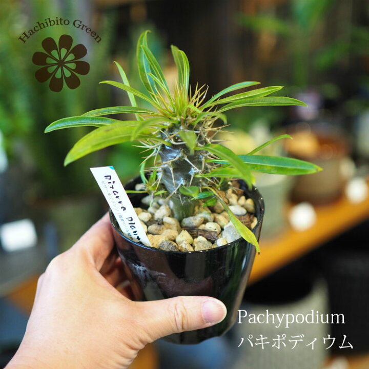 楽天市場】【数量限定】選べる品種 パキポディウム 3号 / 観葉植物 