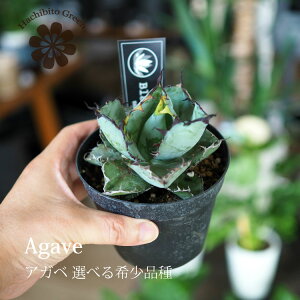 yʌzIׂi AKx `^m^ 󏭕i 3.5 bhLbg ubNu[ zCgACX ꕔn摗